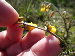 Hermannia cuneifolia