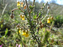 Hermannia cuneifolia
