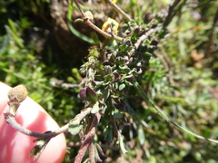 Hermannia cuneifolia