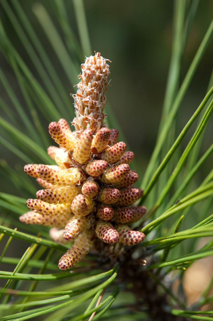 臺灣二葉松(溪頭森林遊樂區植物名錄) · iNaturalist