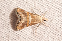 Euchromius anapiellus