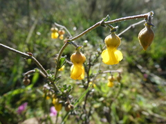 Hermannia cuneifolia