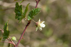 Rubus taitoensis