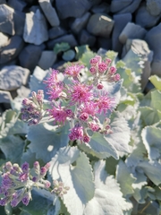 Adenostyles leucophylla