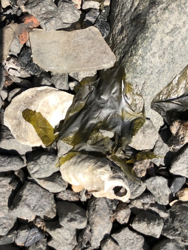 Punctaria plantaginea observed 2018-03-24