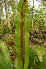 Asplenium australasicum