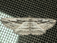 Iridopsis obliquaria