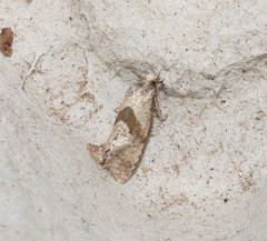 Cochylidia implicitana