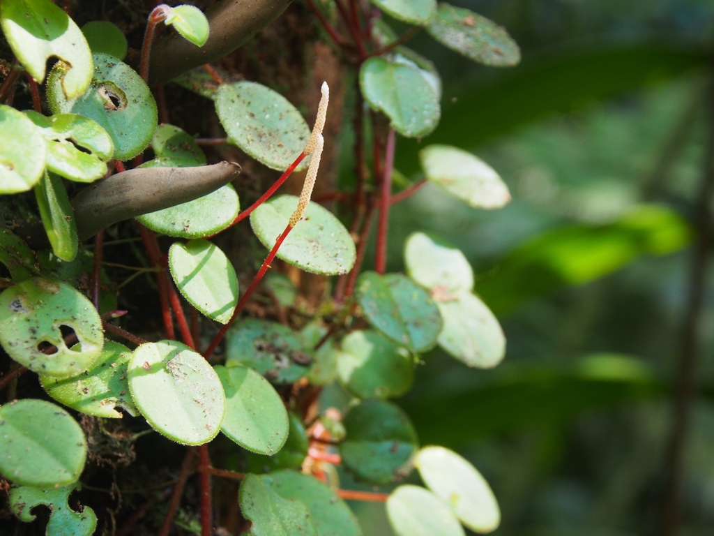 Peperomia ciliaris (Peperomia ciliaris)