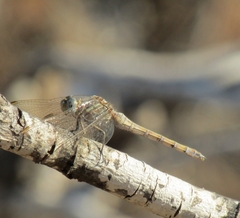 Orthetrum chrysostigma