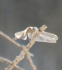 Orthetrum chrysostigma