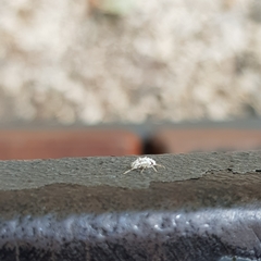 Heteroptera