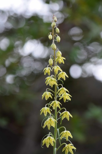 Fritillaria viridea