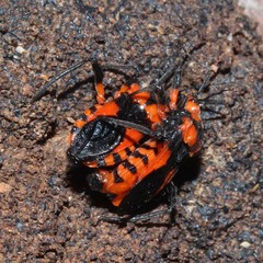 Tegea atropicta