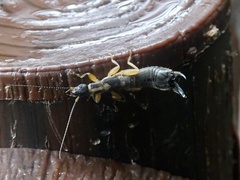 Cranopygia vitticollis