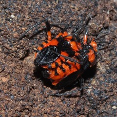 Tegea atropicta
