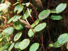 Peperomia ciliaris