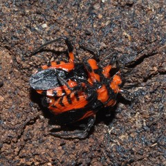 Tegea atropicta
