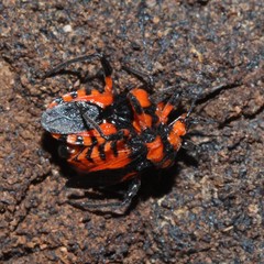 Tegea atropicta