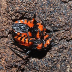 Tegea atropicta