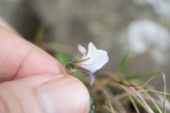 Viola senzanensis