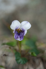 Viola senzanensis