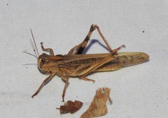 Locusta migratoria migratorioides