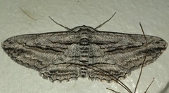 Iridopsis obliquaria
