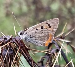 Lycaena phlaeas baralacha