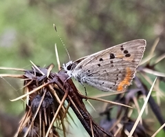 Lycaena phlaeas baralacha