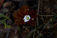 Drosera rosulata