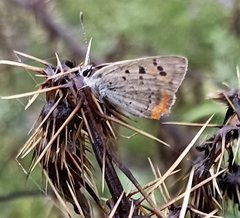 Lycaena phlaeas baralacha