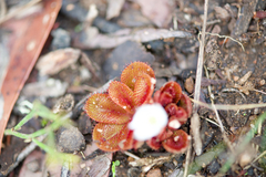 Drosera rosulata