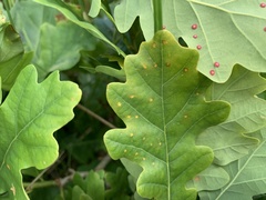 Neuroterus quercusbaccarum