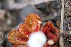 Drosera rosulata