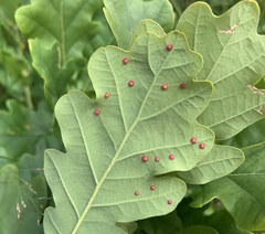 Neuroterus quercusbaccarum