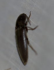 Elaterini