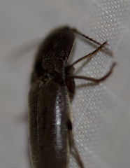 Elaterini
