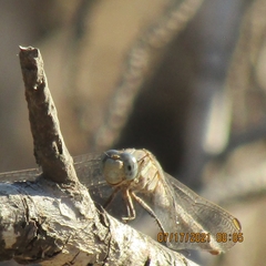 Orthetrum chrysostigma