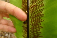 Asplenium australasicum