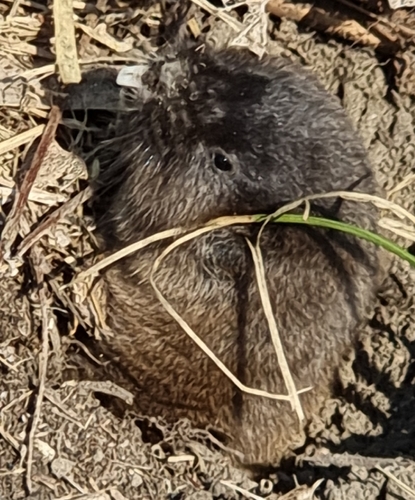Northern Mole Vole