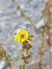 Verbascum sinuatum image