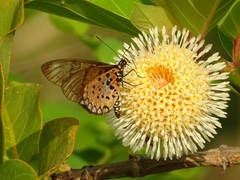 Acraea pseudegina