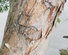 Melaleuca leucadendra