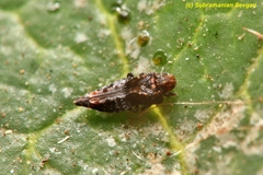 Retithrips