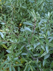 Atriplex paludosa paludosa