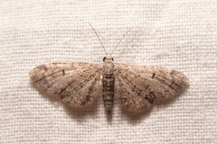Eupithecia ultimaria