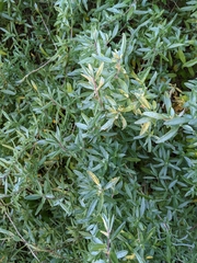 Atriplex paludosa paludosa