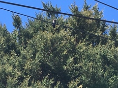 Sturnus vulgaris