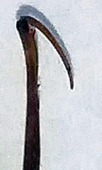 Ranatra quadridentata